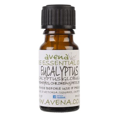 Eucalyptus Pure Essential Oil (Eucalyptus globulus)