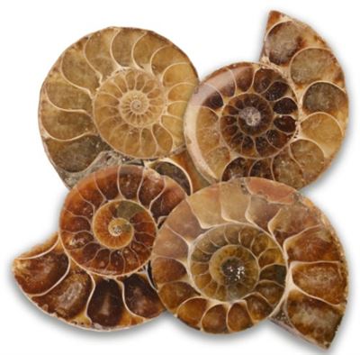 Cut & Polished Ammonite Fossils Pack of Four