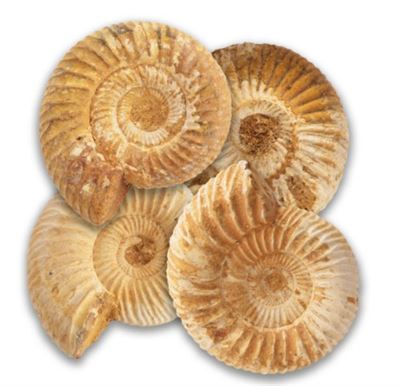 Uncut Natural Ammonite Fossils Pack of Four