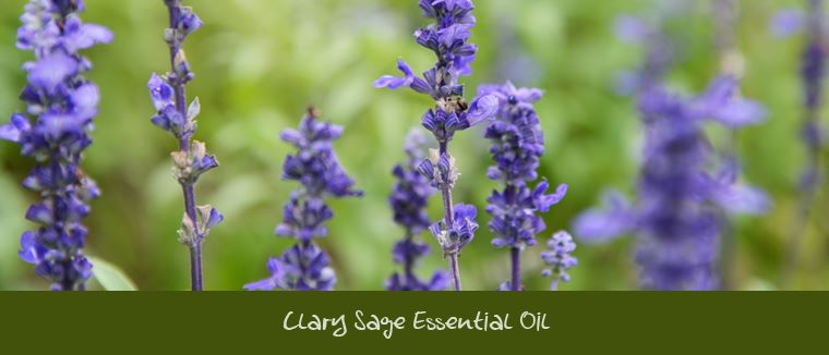 Clary sage